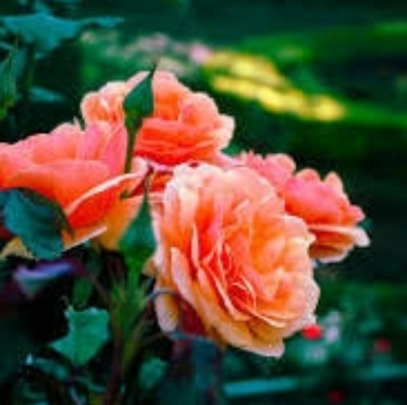 soleirose